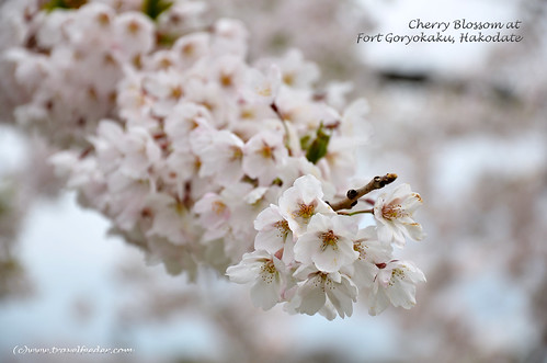 Cherry_Blossom_at_Fort Goryokaku10