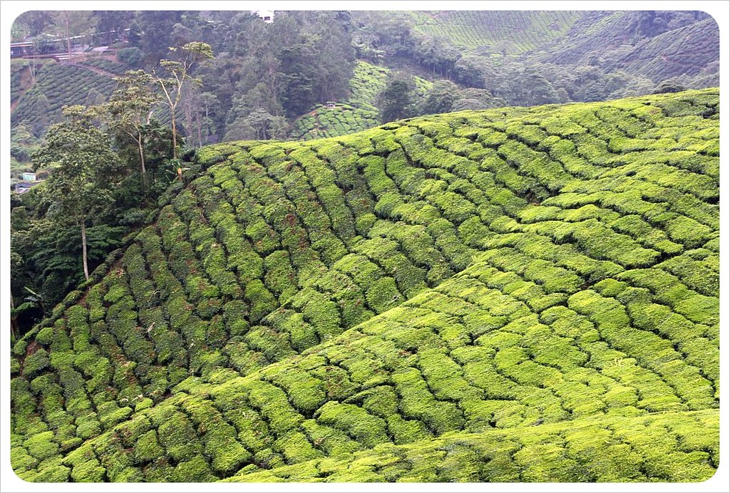 boh tea plantation 