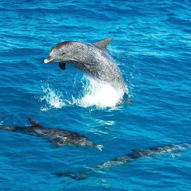 It's a #dolphin playtime! Good reminder for the #weekend. @atmoji #wildquest