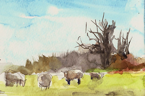 Sheep near Pednor House, Bucks, UK