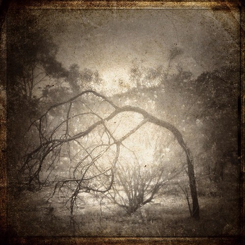 cameraphone trees art nature monochrome sepia vintage square landscape photography branches australia smartphone squareformat adelaide botany desolate southaustralia iphone biglens artphotography phonephotography photoapps mobilephotography michellerobinson iphone5 iphonephoto imageblender woodcamera iphoneography instagram cameraawesome iosapps snapseed pstouch textureblendphotography iosedits mextures mobileartphotography michmutters iosonly iosphotoapps procamera7