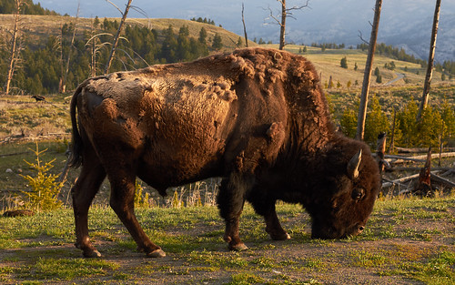 American bison [Explored]