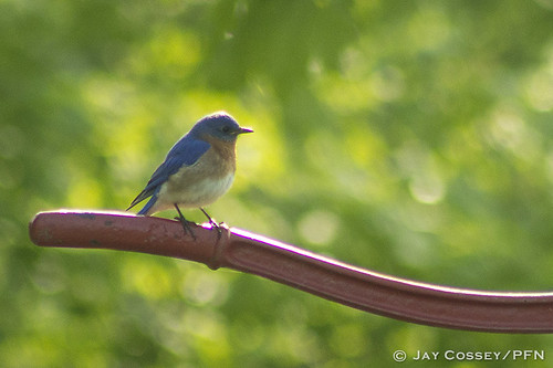 indiana bluebird songbird naturephotography martincounty avesbirds photographerjaycossey