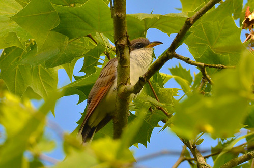 bird leaves rare cuckoo secretive yellowbilledcuckoo birdsthroughbranches