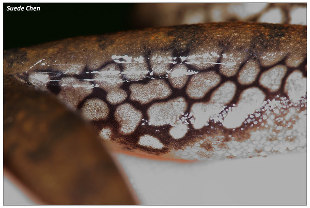 白頜樹蛙大腿網紋特徵 Polypedates megacephalus (Hallowell, 1861)