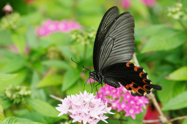 Papilio protenor sitalkes