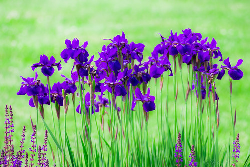 iris flower purple picture best canvas