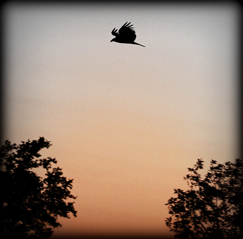 sunset bird nature silhouette birdsinflight vulture canonrebelt2i