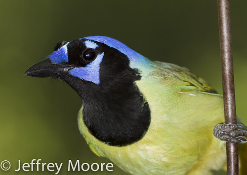 mission texas unitedstates green jay jeff moore bird portrait