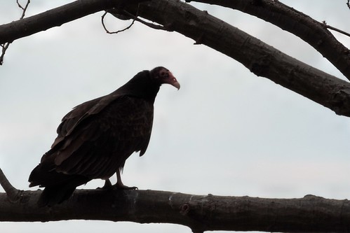 #46 Turkey Vulture (Cathartes aura)