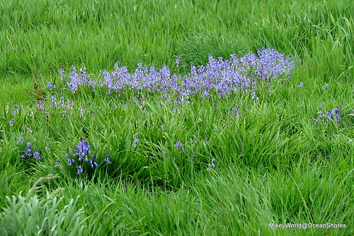 flowers spring purple driveby meat embellished wander snicker homebound emptylot hoquiam lincolnstreet getitembellished