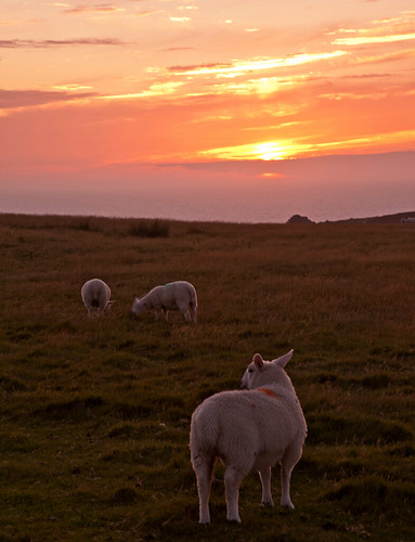 uk sunset england island coast sheep devon lundy lundyisland