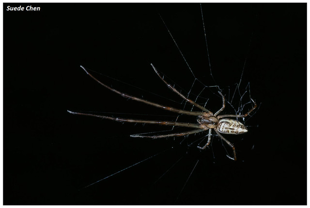 橫帶高腹蛛 Tylorida ventralis (Thorell, 1877)