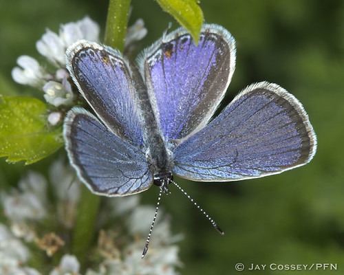 blue butterfly indiana martincounty insecta easterntailedblue cupidocomyntas butlersfarm lepidopterabutterfliesmoths photographerjaycossey