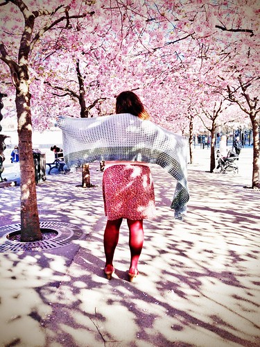 cherry blossom 2014