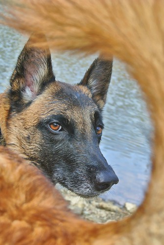 portrait dog lake water pose tail frame belgian malinois lookback 52weeksfordogs