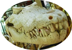 Afrika-Museum, Krokodil