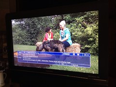 WDR HD Duisburg - nach der OB-Stichwahl in Duisburg "Tiere suchen ein Zuhause"