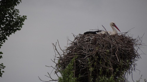 White Stork on nest