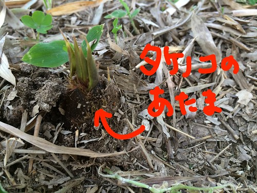 20140427 Bamboo (Takenoko)-3