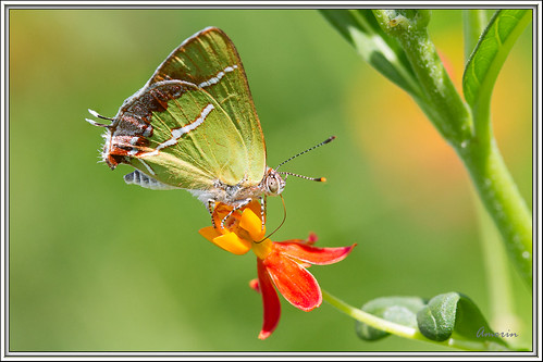 chlorostrymonsimaethis silverbandedhairstreak mariposa butterfly amorin macro canon100macro28 canon7d mariposasdetabasco mariposasdemexico seleccionar