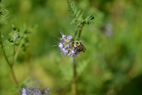 wild flower garden bee