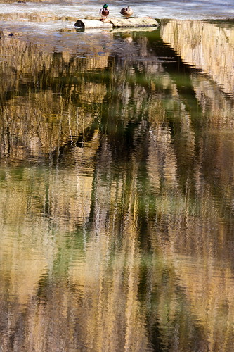trees brown white reflection tree green bird water birds reflections duck pond log logs ducks floating mallard float ponds mallards