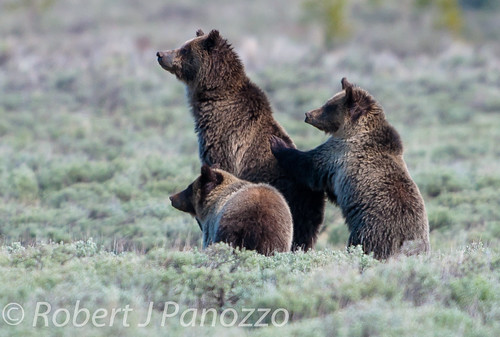 bear cub ngc npc yellowstonenationalpark yellowstone grizzly grizz grizzlybear specanimal naturesgallery goldwildlife 100commentgroup mothernaturesgreenearth amazingwildlifephotography ynetbf