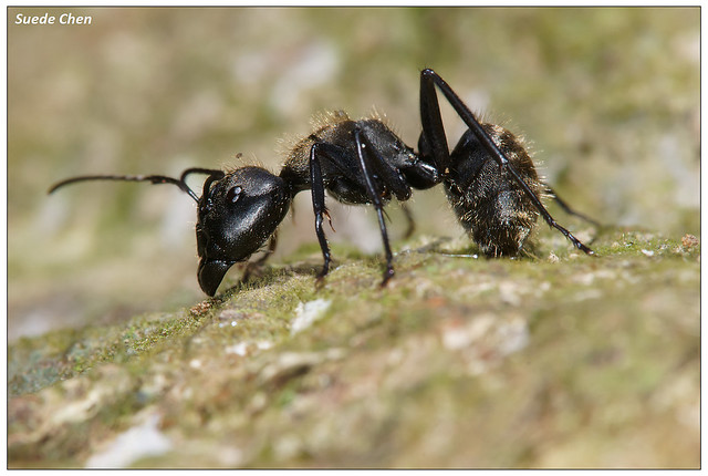 大黑巨山蟻 Camponotus friedae Forel, 1912
