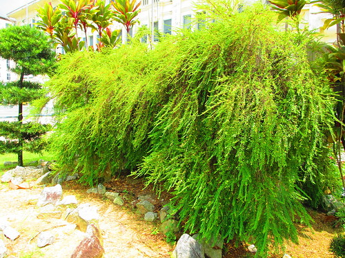 Green Green Grass of Georgian