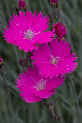pink plant flower macro closeup garden spring dianthus tamron tamron180mm
