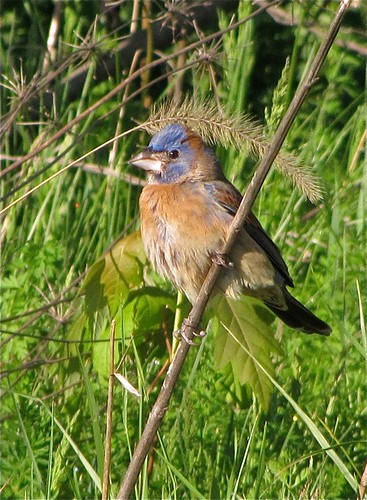 Blue Grosbeak (First Spring Male) at Ewing Park in Bloomington, IL 20