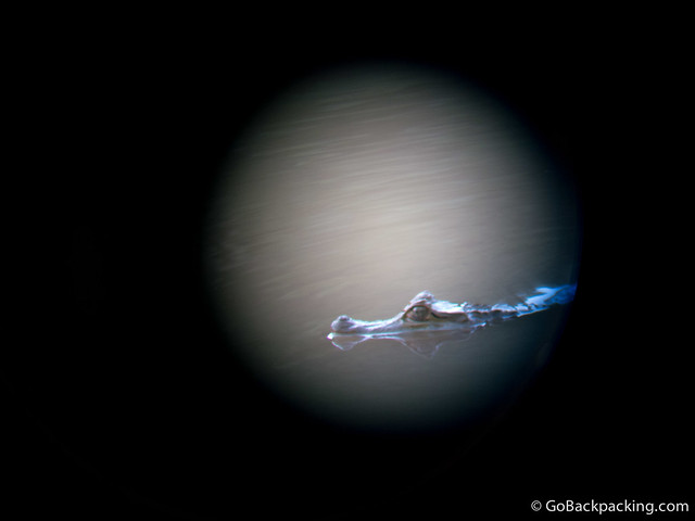 A caiman, as seen through a scope