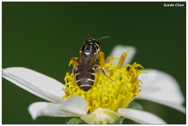 花蘆蜂屬 Genus Ceratina