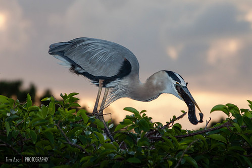 sunset orange bird heron nature yellow clouds sunrise colorful florida wildlife catfish perched greatblueheron wetland wildliferefuge delraybeach naturalarea wakodahatchee timazar