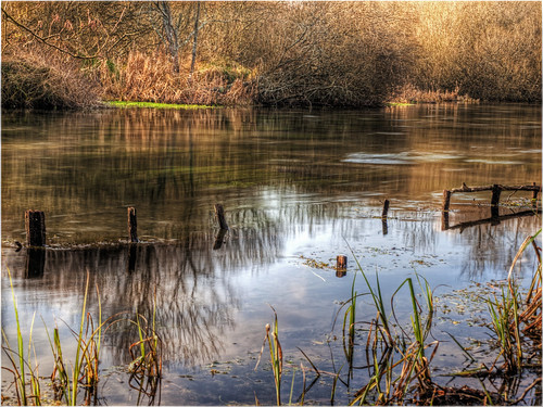 wood water forest reflections river landscape stream winchester itchen