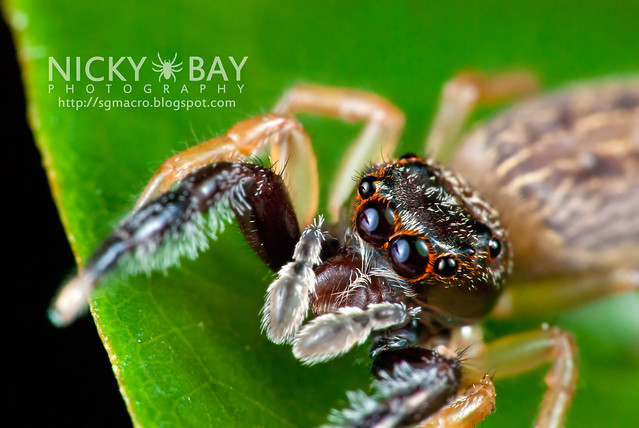 Jumping Spider (Salticidae) - DSC_5566