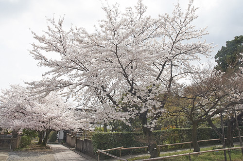 【写真】2014 桜 : 上品蓮台寺/2021-02-27/IMGP5645