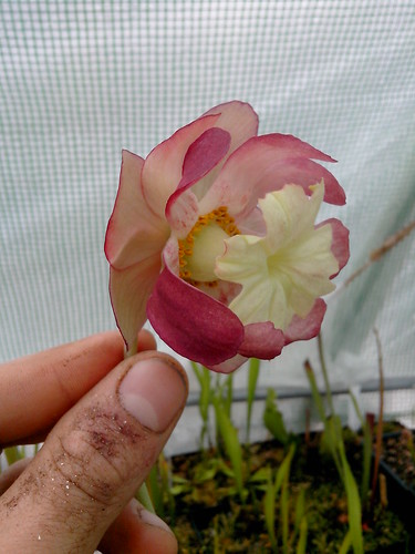 Exclu Carnivorace! Une fleur de Sarracenia Purpurea "Smurf"! 14007155804_1c13944510