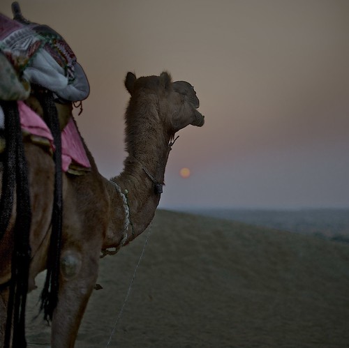 sunset colour animal square camel 50 couleur jaisalmer rajasthan coucherdesoleil gettyimages inde carré dromadaire chameau 500x500 désertduthar