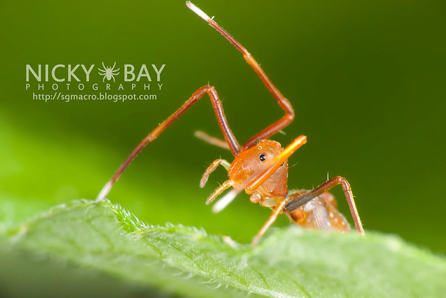 Ant-mimic Crab Spider (Amyciaea lineatipes) - DSC_6803
