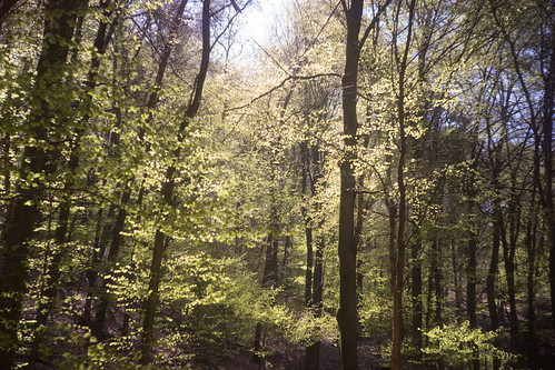 spring jahreszeiten wald frühling wanderung bruchmühlbachmiesau sagenhafterwaldpfad