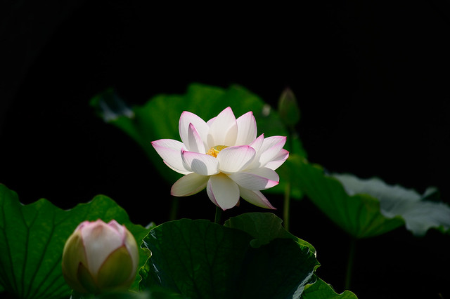 ハス　Lotus flower