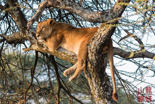 africa tanzania mammal lion safari pantheraleo serengetinationalpark shinyanga seroneraregion tzday02 africanwildcatsexpeditions