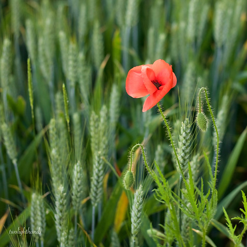 france flower fleur countryside country campagne coquelicot