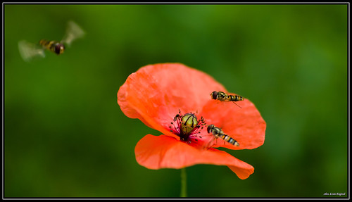 france macro nature fleur insect rouge photography fly photo pentax flight poppy vol juillet butiner hoverfly insecte 2012 coquelicot saintquentin syrphe survol tamronspaf90mmf28 pentaxk20d engival aisnepicardie louisengival