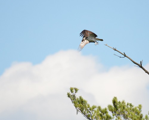 sky tree clouds nikon branch flight newhampshire raptor osprey birdofprey boscawen d7000 sigma150500