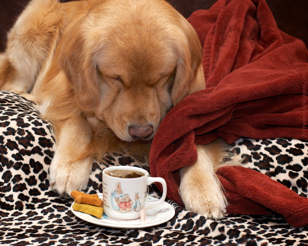 Собаки пьют чай. Утро собачка. Доброе утро собаки. Собака с чаем. Собака и чай.