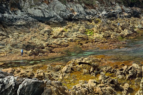 galicia marisco algas marea laxe