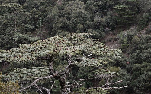 desktop landscape cyprus cedars cypriot featured troodosmountains cedrusbrevifolia endemictrees cypriotcedars koiladatonkedron tripylosregion troödos κοιλάδατωνκέδρων valleyofthecedars